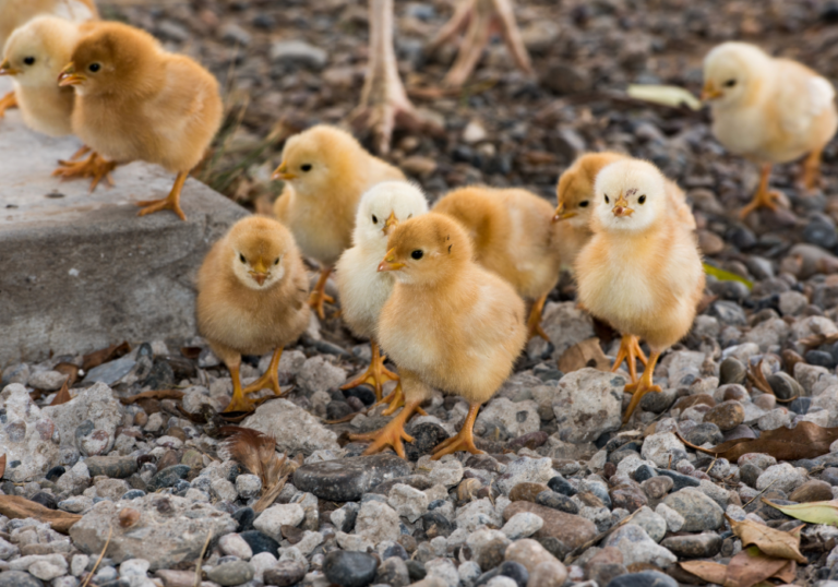 chicks