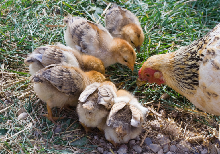 chicks outdoors